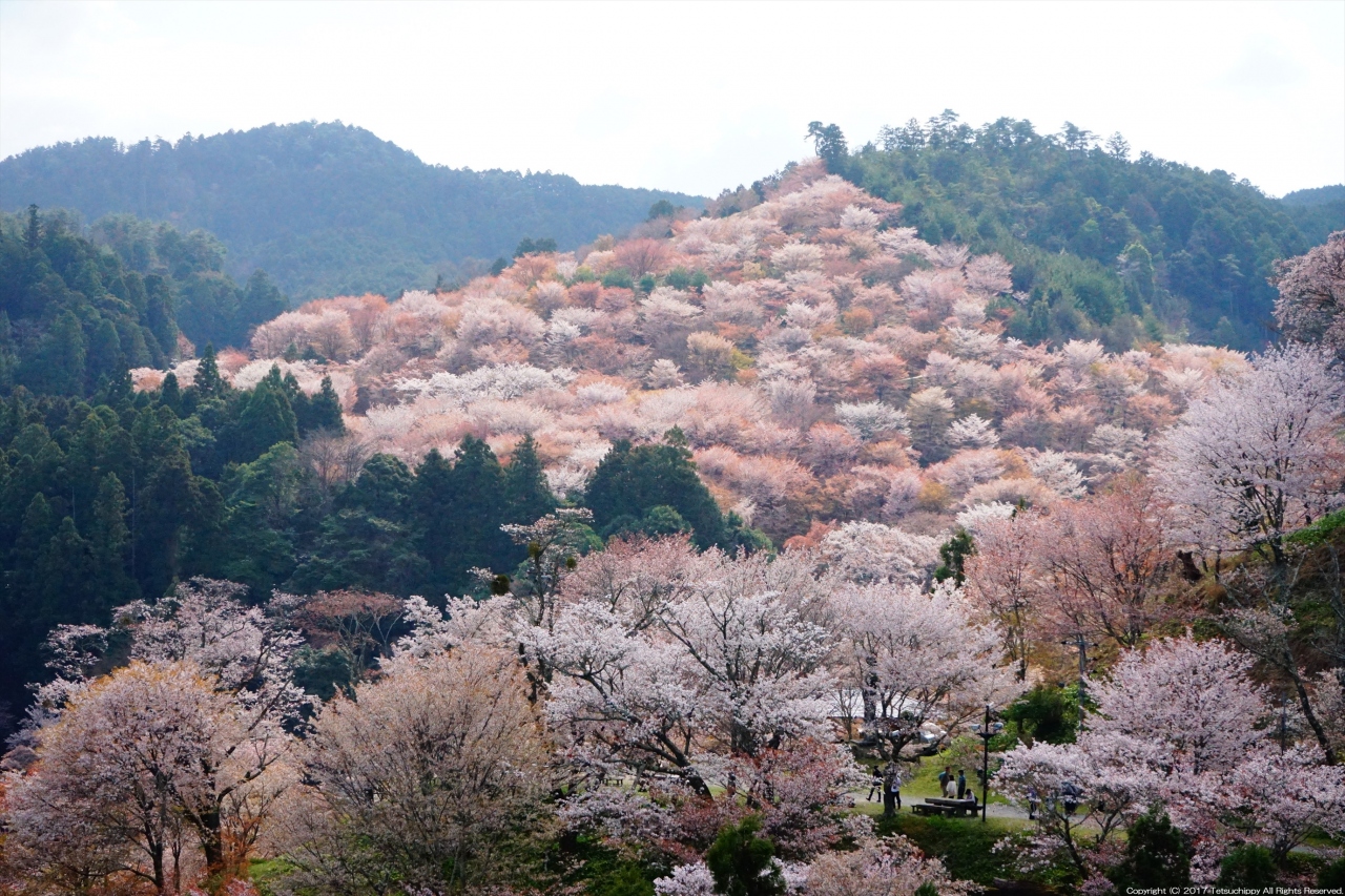 世界遺産 吉野山の千本桜を満喫 やっぱり春は花見だ 吉野 奈良県 の旅行記 ブログ By さるひこさん フォートラベル