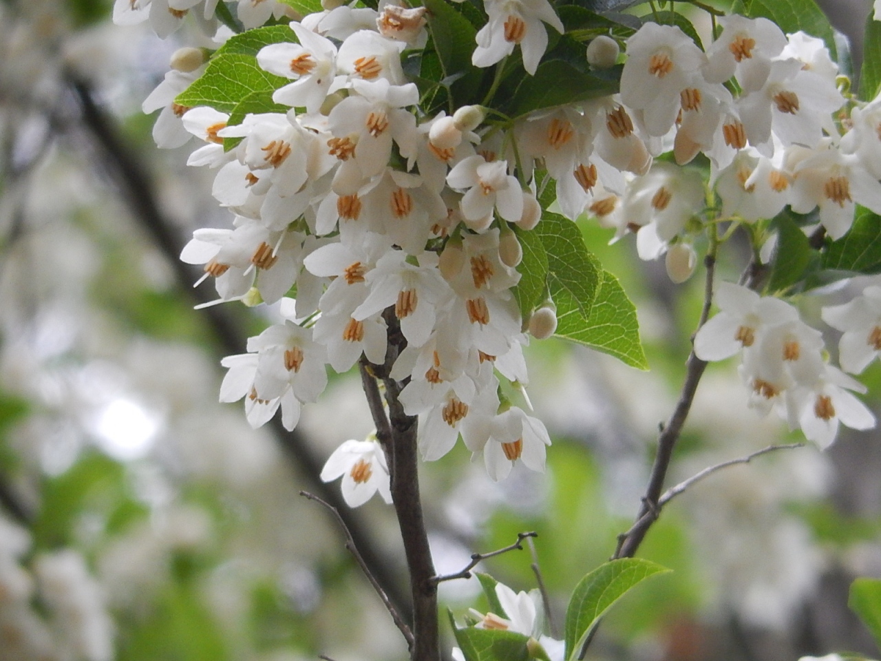 エゴノキの花が美しい季節になった 埼玉県の旅行記 ブログ By Tsunetaさん フォートラベル
