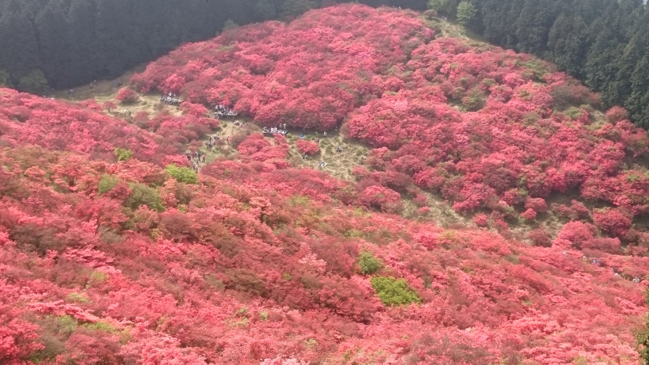 17 5 14 真っ赤に染まった葛城山 御所 葛城 奈良県 の旅行記 ブログ By マルネコさん フォートラベル