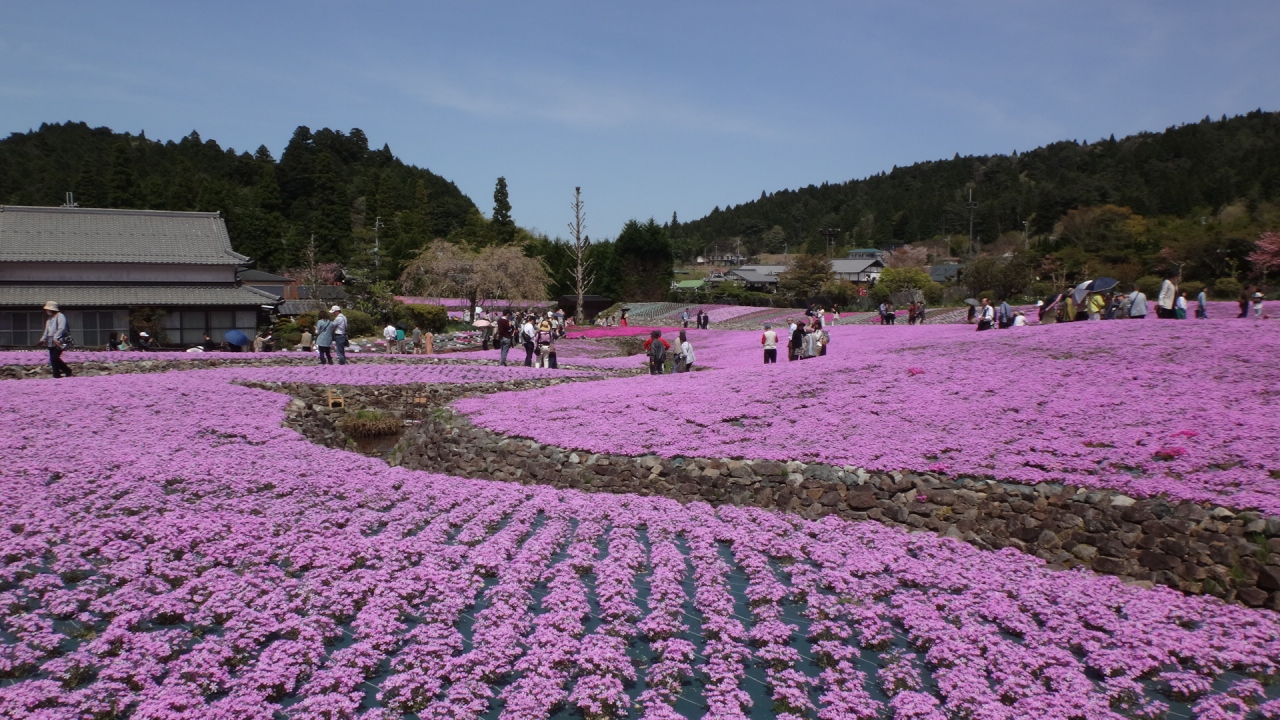 兵庫県三田市永沢寺 １ 芝桜の鑑賞 三田 兵庫 兵庫県 の旅行記 ブログ By Hn11さん フォートラベル