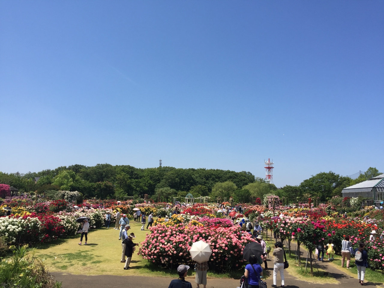 京成バラ園 色彩と香りの花園 千葉県の旅行記 ブログ By モカさん フォートラベル