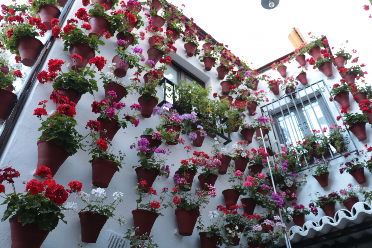 情熱のアンダルシア 祭り を巡る旅 ３ パティオ祭りに沸き 街中が花にあふれる コルドバ コルドバ スペイン の旅行記 ブログ By イタリア大好きさん フォートラベル
