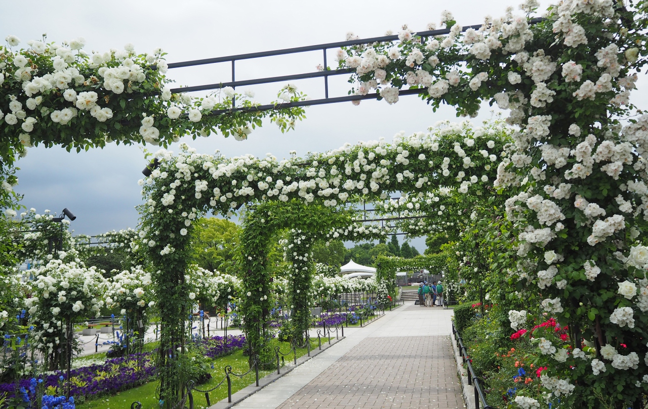 薔薇爛漫 みなとガーデンはクライマックスへ ガーデンネックレス横浜 山下公園 17 5 17 横浜 神奈川県 の旅行記 ブログ By Momotaさん フォートラベル 薔薇爛漫 みなとガーデンはクライマックスへ ガーデンネックレス横浜 山下公園 17 5 17 横浜 神奈川県 の旅行記 ブログ By Momotaさん フォートラベル