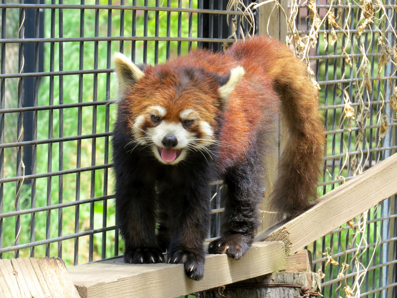春のレッサーパンダ紀行 ５ 旭山動物園 元気な若パンダに宥めてもらいました まだ少し寂しいノノ君旅立ち後の旭山 旭川 北海道 の旅行記 ブログ By Jilllucaさん フォートラベル