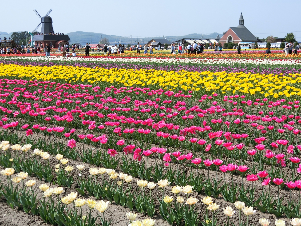 咲いた咲いた チューリップと芝ざくらの大きな大きな花畑 北海道上湧別町 紋別市 滝上町 紋別 北海道 の旅行記 ブログ By メープルandショコラさん フォートラベル