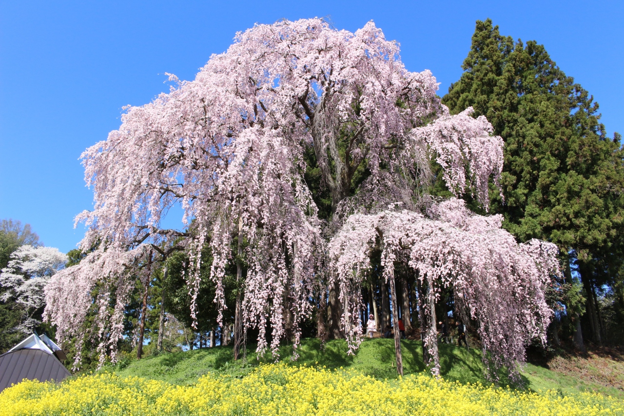 福島の桜はすごかったVol.1（三春の滝桜と周辺の桜の名所を巡ってみ 