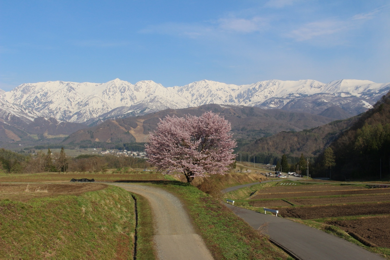 17年gw 信州 白馬の野平の一本桜を見に行ってみました 長野県の旅行記 ブログ By 天空の城さん フォートラベル