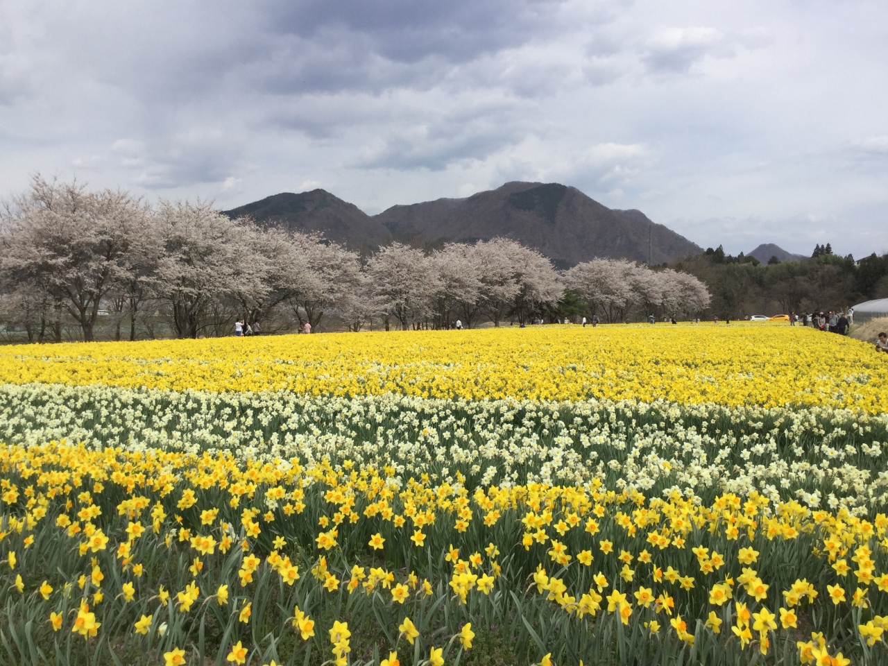 岩井親水公園 桜と水仙の共演 榛名 吾妻 群馬県 の旅行記 ブログ By Okushitwさん フォートラベル