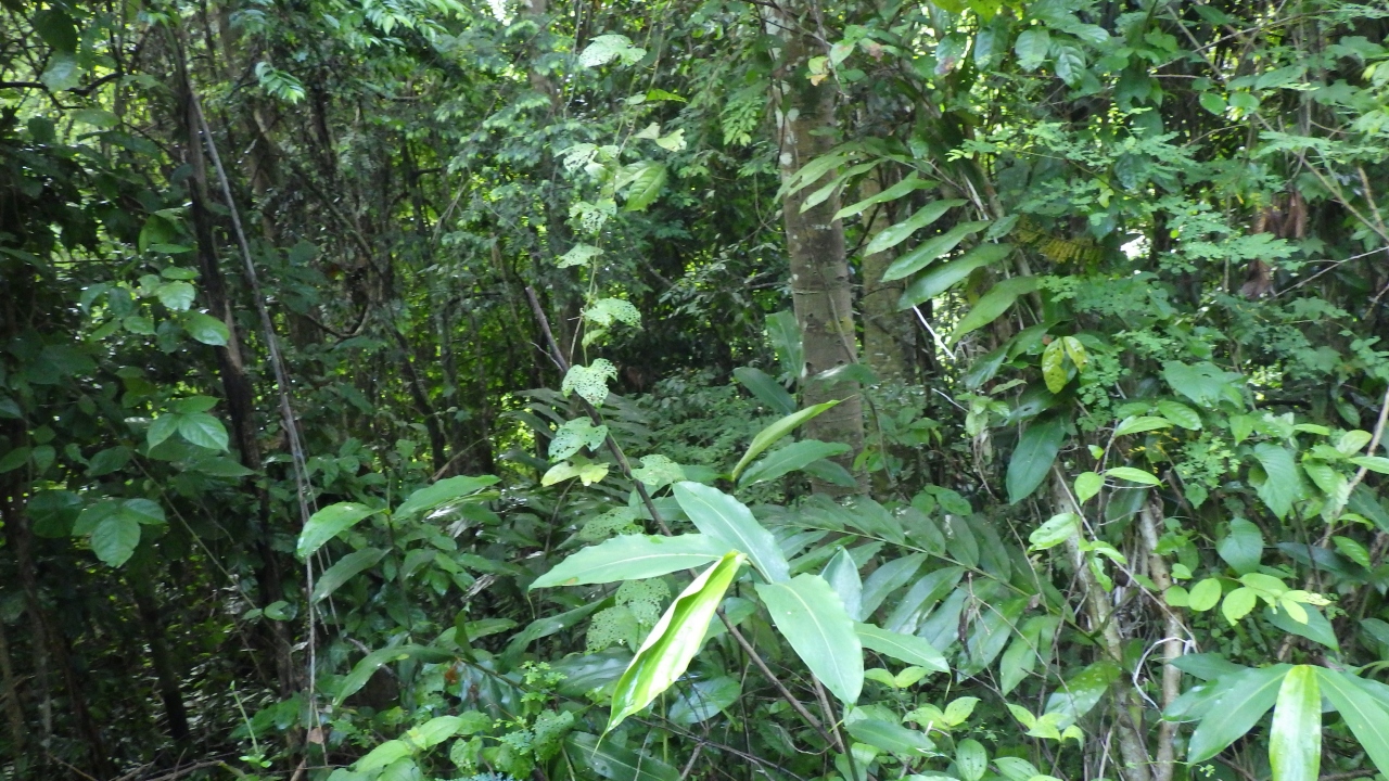 自然満喫のマレーシア ２ タマンネガラのジャングル タマンネガラ マレーシア の旅行記 ブログ By Dashxさん フォートラベル