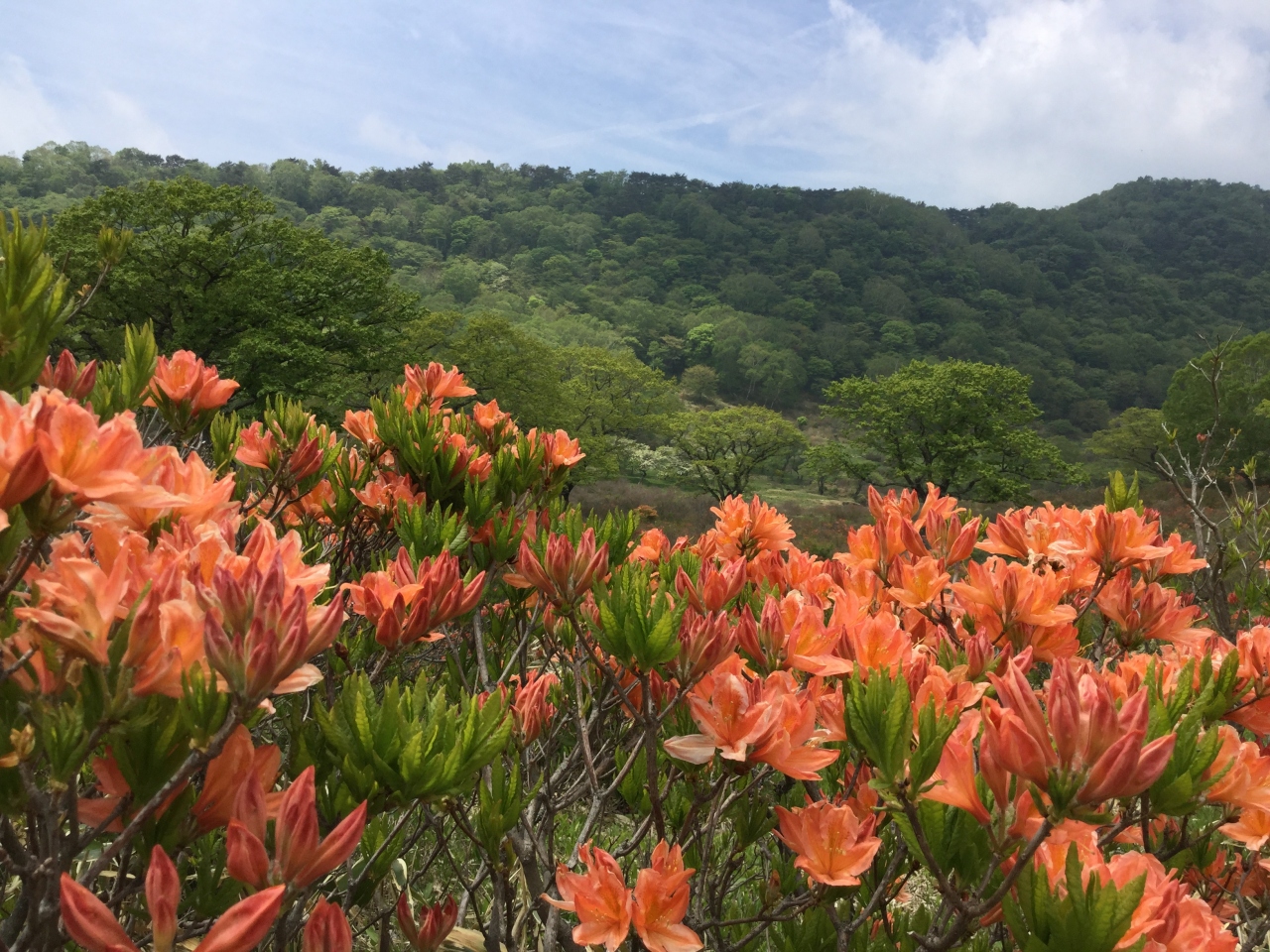 赤城白樺牧場レンゲツツジ 赤城山周辺 群馬県 の旅行記 ブログ By Okushitwさん フォートラベル 赤城白樺牧場レンゲツツジ 赤城山周辺 群馬県 の旅行記 ブログ By Okushitwさん フォートラベル