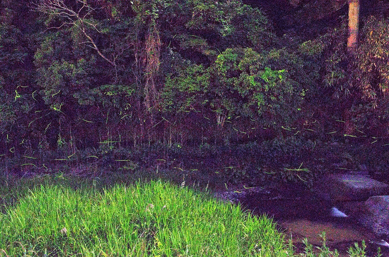ホタルまつり In やまだに行ってきました 萩 山口県 の旅行記 ブログ By 風待人さん フォートラベル