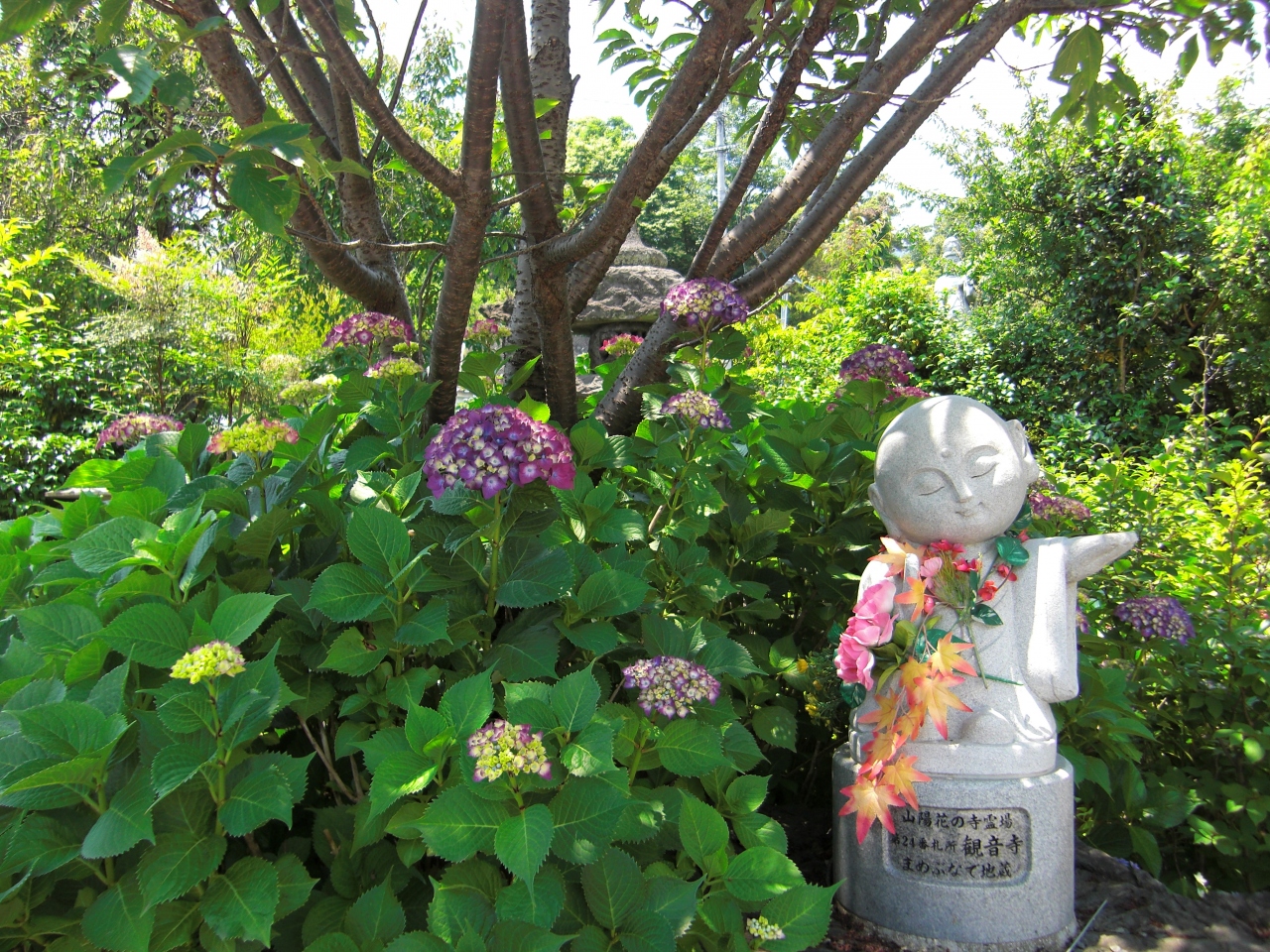 山陽花巡礼の旅 花の終着札所 観音寺 あじさいの咲くお寺から花メッセージ 広島西 佐伯 広島県 の旅行記 ブログ By Momoneneさん フォートラベル