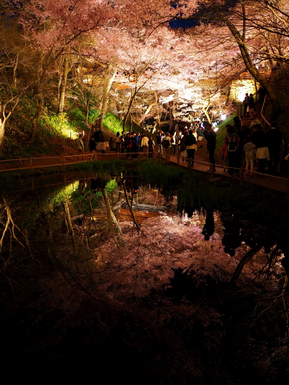 天下第一の桜 17 高遠城址さくら祭り 色鮮やかなカラーライトアップで一味違った夢幻桜花 辰野 箕輪 高遠 長野県 の旅行記 ブログ By クロベーちゃんさん フォートラベル 天下第一の桜 17 高遠城址さくら祭り 色鮮やかなカラーライトアップで一味違った夢幻桜花 辰野 箕輪 高遠 長野県 の旅行記 ブログ By クロベーちゃんさん フォートラベル