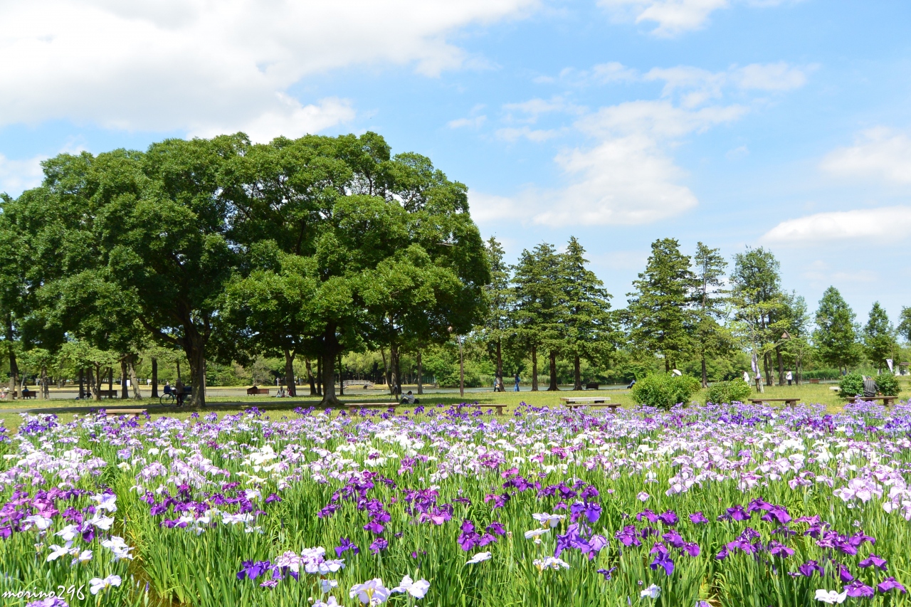 葛飾菖蒲まつり 水元公園 亀有 柴又 東京 の旅行記 ブログ By Morino296さん フォートラベル