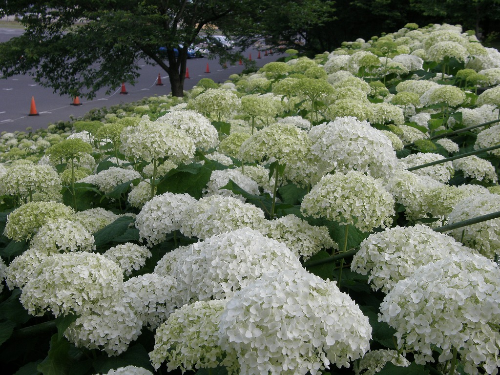 今朝の早朝ウォーキングは幸手市の権現堂堤のあじさいを見ながら歩きます 2 1 幸手 久喜 栗橋 埼玉県 の旅行記 ブログ By いっちゃんさん フォートラベル
