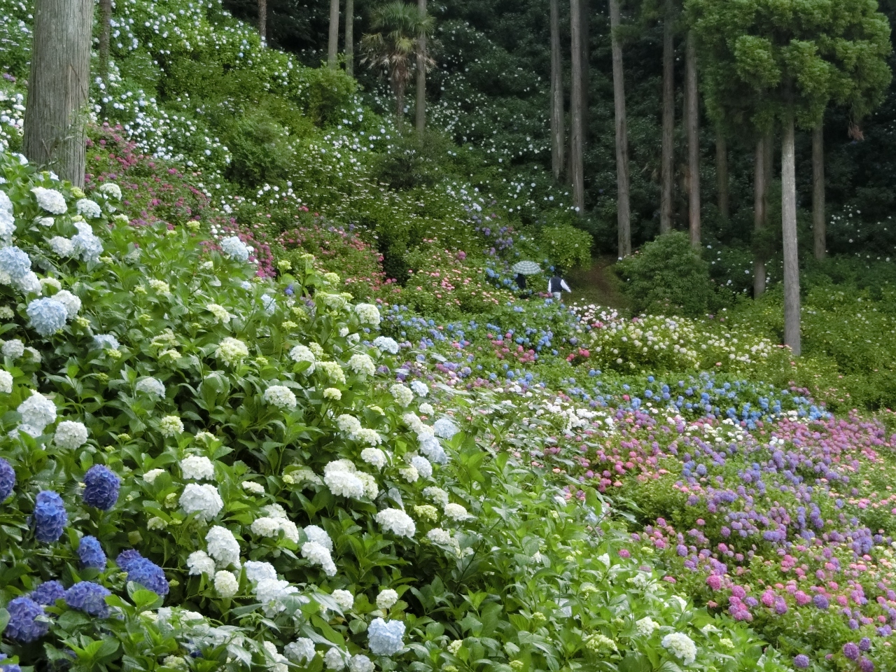 久しぶりの千葉県にて紫陽花 茂原 千葉県 の旅行記 ブログ By White Tigerさん フォートラベル 久しぶりの千葉県にて紫陽花 茂原 千葉県 の旅行記 ブログ By White Tigerさん フォートラベル