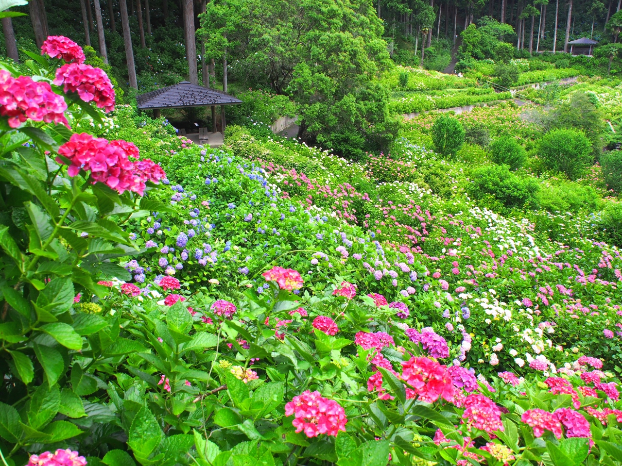 雨上がりの服部農園あじさい屋敷 茂原 千葉県 の旅行記 ブログ By みささん フォートラベル