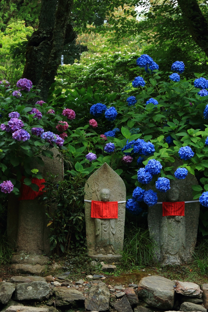 奈良 紫陽花めぐり 矢田寺 般若寺 大和郡山 田原本 奈良県 の旅行記 ブログ By ふーさん フォートラベル