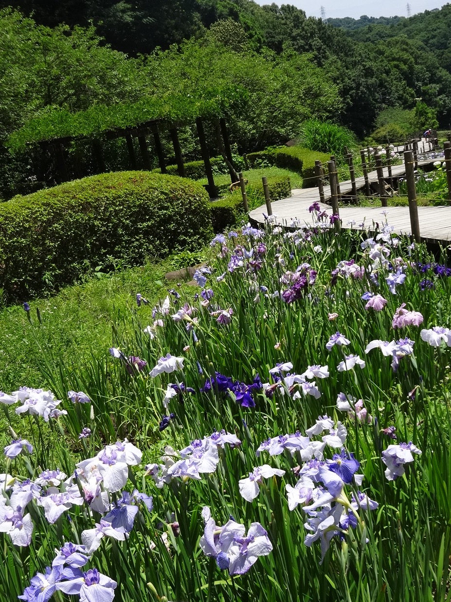 公園 せせらぎ