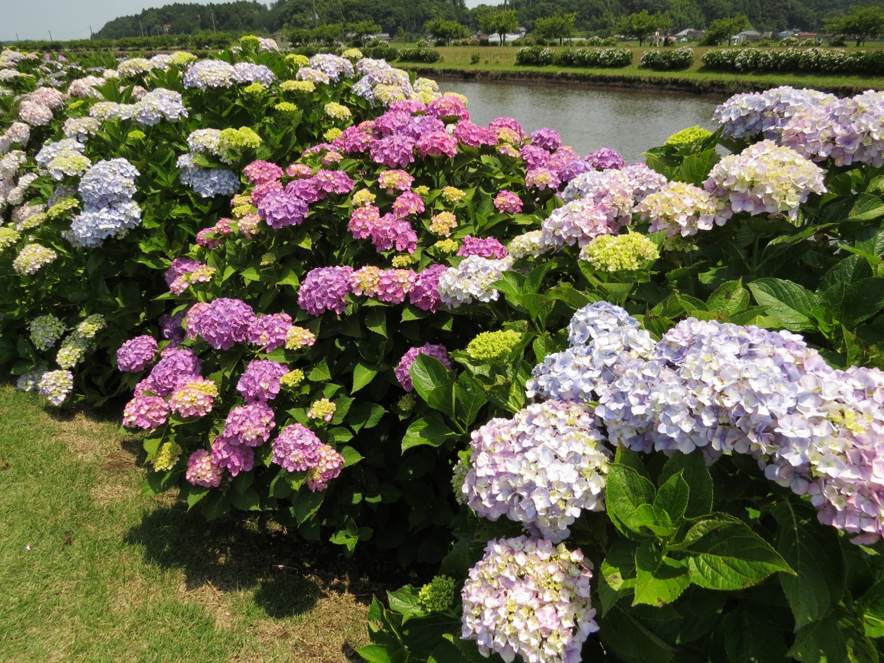 多古町散策 日本寺あじさい庭園と栗山川あじさい遊歩道を訪ねます 香取 佐原 千葉県 の旅行記 ブログ By Yamajiさん フォートラベル
