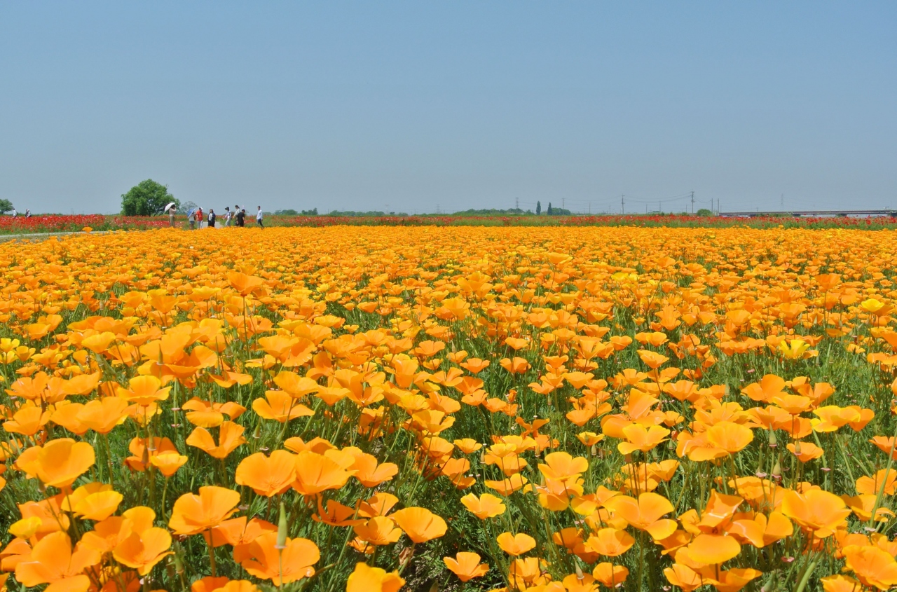 こうのす花まつり 一面に咲くポピーと麦なでしこ 花久の里のバラ ついでに鴻巣三社巡りも 鴻巣 桶川 北本 埼玉県 の旅行記 ブログ By まめ猫さん フォートラベル こうのす花まつり 一面に咲くポピーと麦なでしこ 花久の里のバラ ついでに鴻巣三社巡りも 鴻巣 桶川 北本 埼玉県 の旅行記 ブログ By まめ猫さん フォートラベル