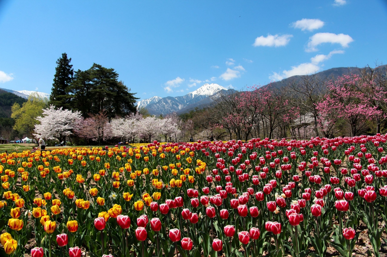 2017春 色取り取り信州安曇野 花一杯の 国営アルプスあづみの公園 堀金 穂高地区 穂高 安曇野 長野県 の旅行記 ブログ By クロベーちゃんさん フォートラベル