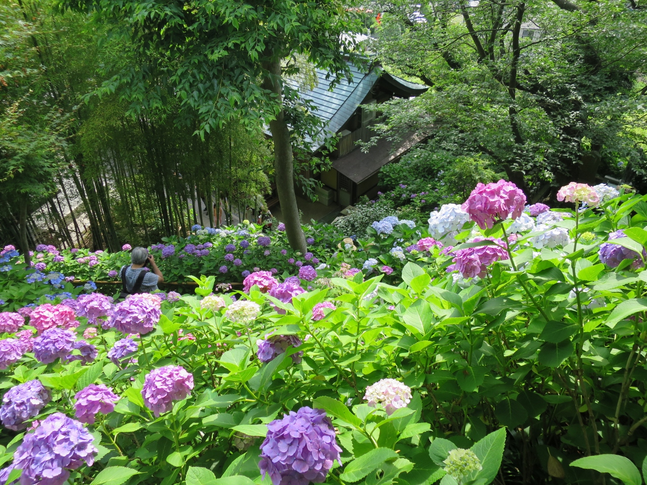 江ノ電鎌倉フリーパス 紫陽花の見頃の長谷寺 へ 鎌倉 神奈川県 の旅行記 ブログ By Kuuchanさん フォートラベル