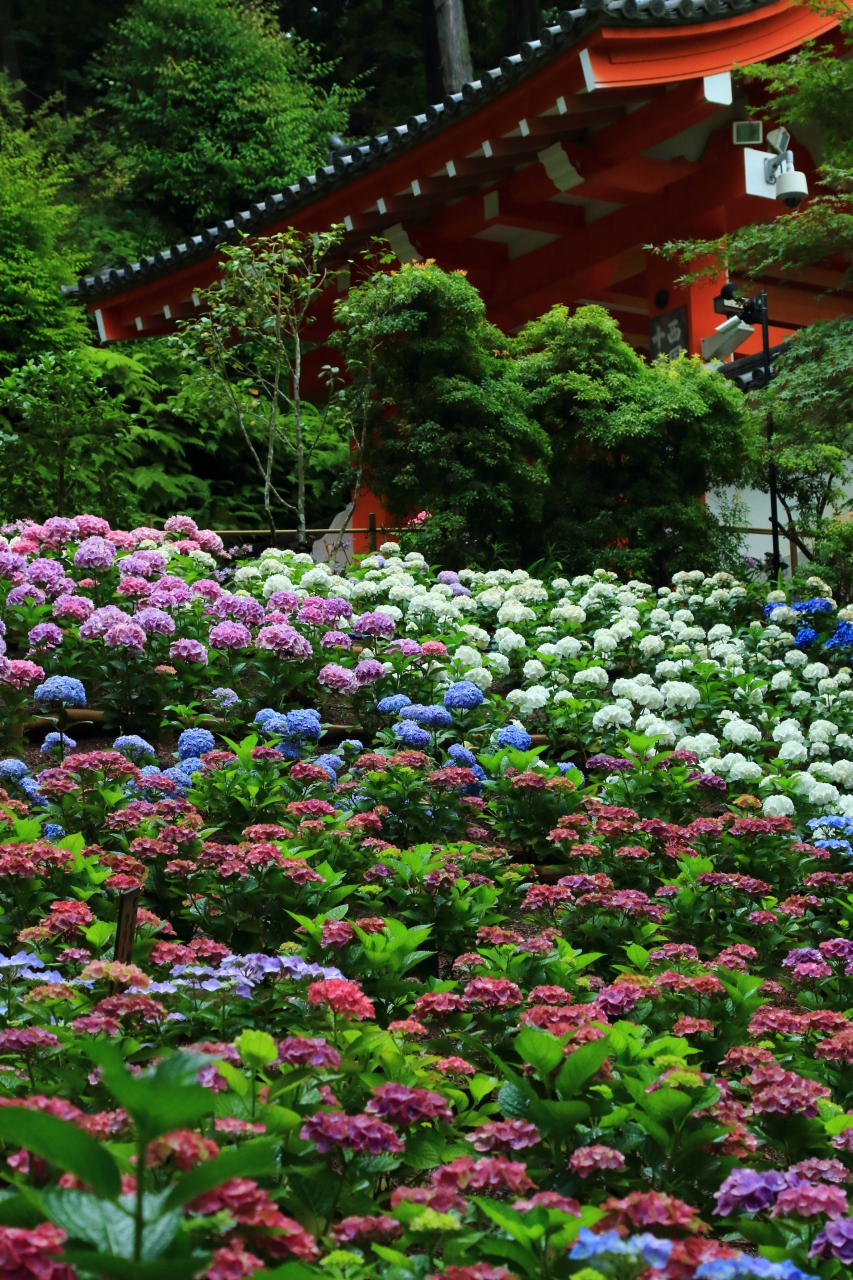 京都 紫陽花めぐり 岩船寺 三室戸寺 木津 加茂 京都 の旅行記 ブログ By ふーさん フォートラベル