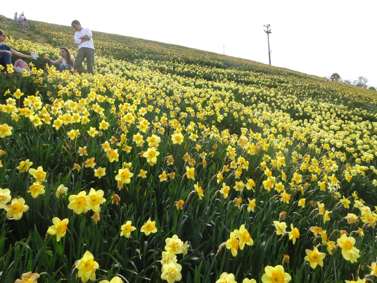 17年5月 高原に咲くスイセンを見にびわ湖バレイへ 琵琶湖が一望出来る絶景びわ湖テラス ロープウェイは大混雑 志賀 滋賀県 の旅行記 ブログ By Brioさん フォートラベル