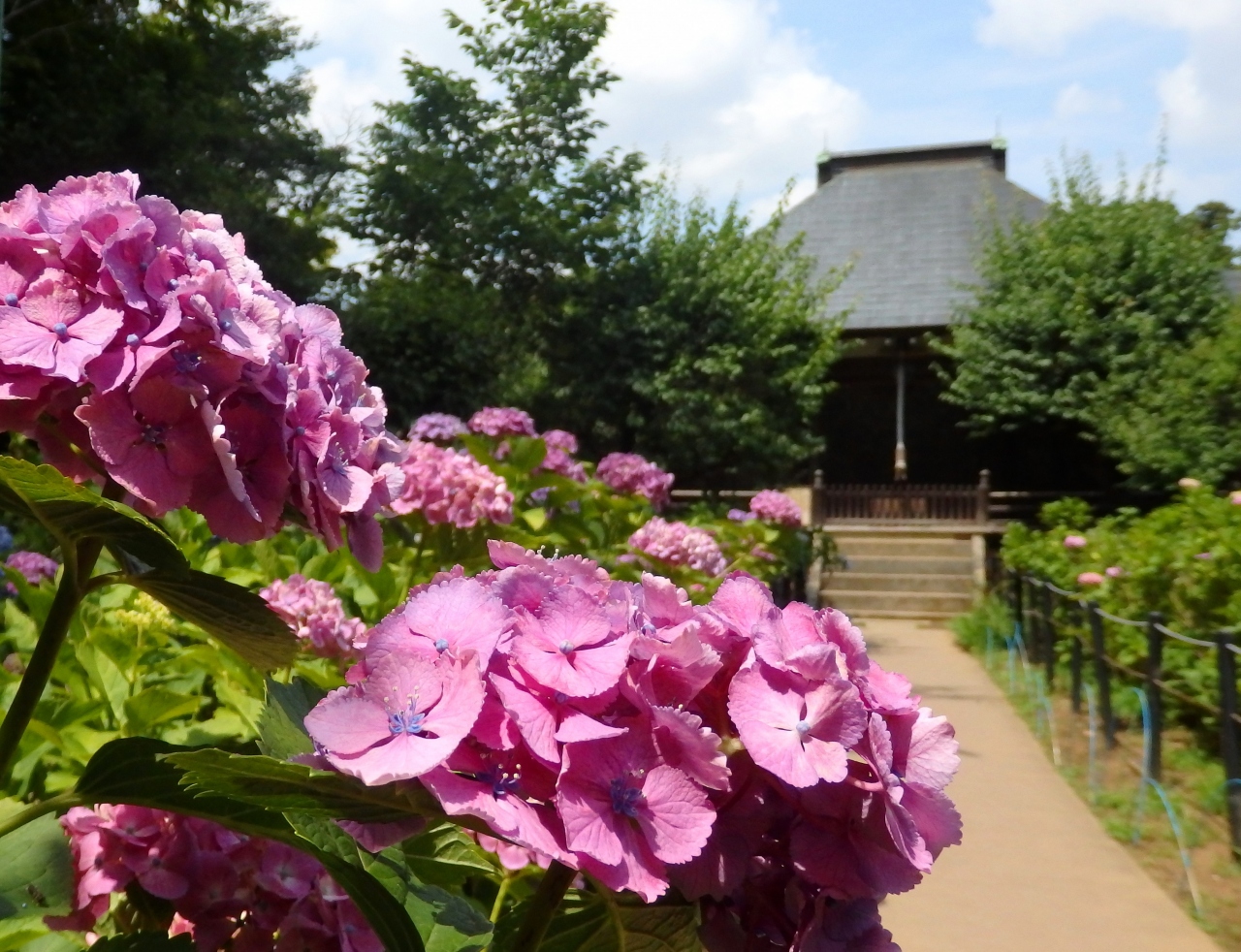 花の寺 松戸 本土寺 あじさい散歩 松戸 千葉県 の旅行記 ブログ By まーやんさん フォートラベル
