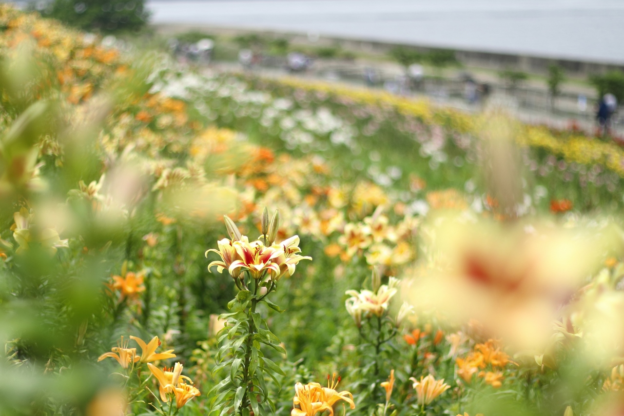 カメラ旅 海を臨む丘に広がる舞洲ゆり園 ここでしか撮れないゆりの写真を撮る 大阪ベイエリア 大阪 の旅行記 ブログ By Yukikuoさん フォートラベル