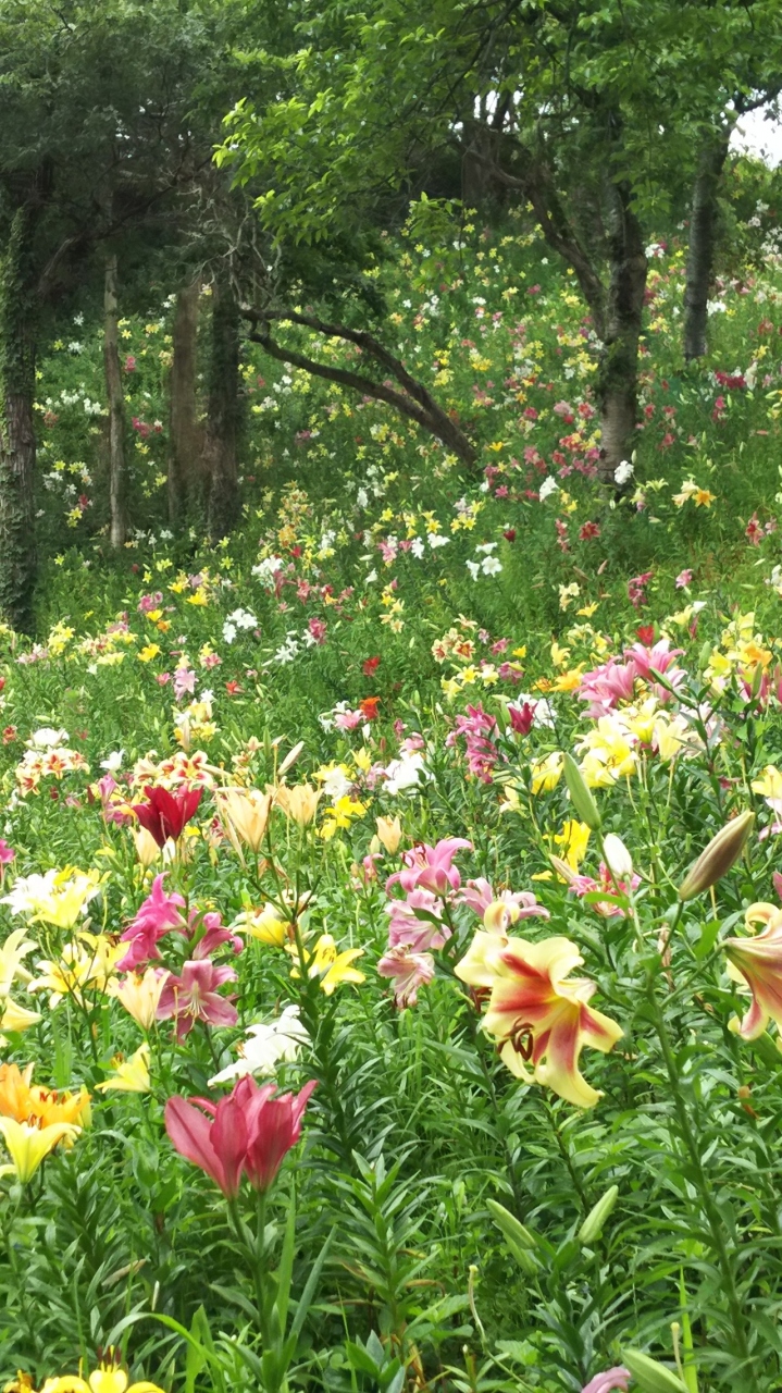 色とりどりの 可睡ゆりの園 袋井 静岡県 の旅行記 ブログ By ちょこ さん フォートラベル