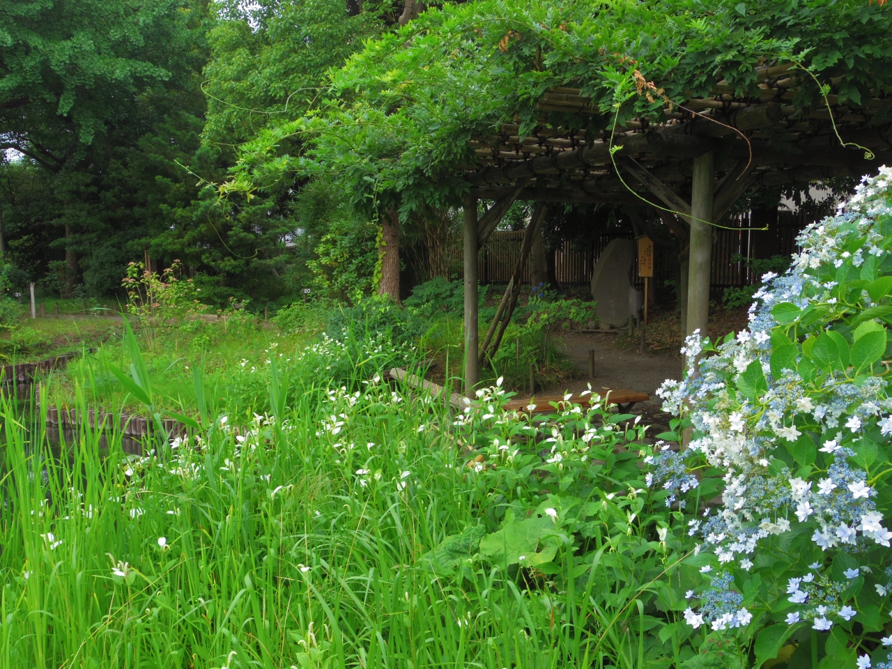 ６月の向島百花園は緑いっぱい 蝶もトンボも蚊も飛び交う 東京の旅行記 ブログ By 夏への扉さん フォートラベル