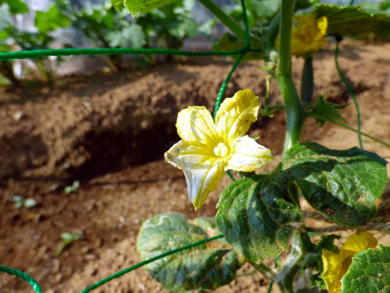 三島市佐野体験農園 初夏の花咲く畑 ブロッコリーの収獲 ジャガイモの土寄せ たい焼き たこ焼きのさんこう 三島 静岡県 の旅行記 ブログ By ミシマさん フォートラベル