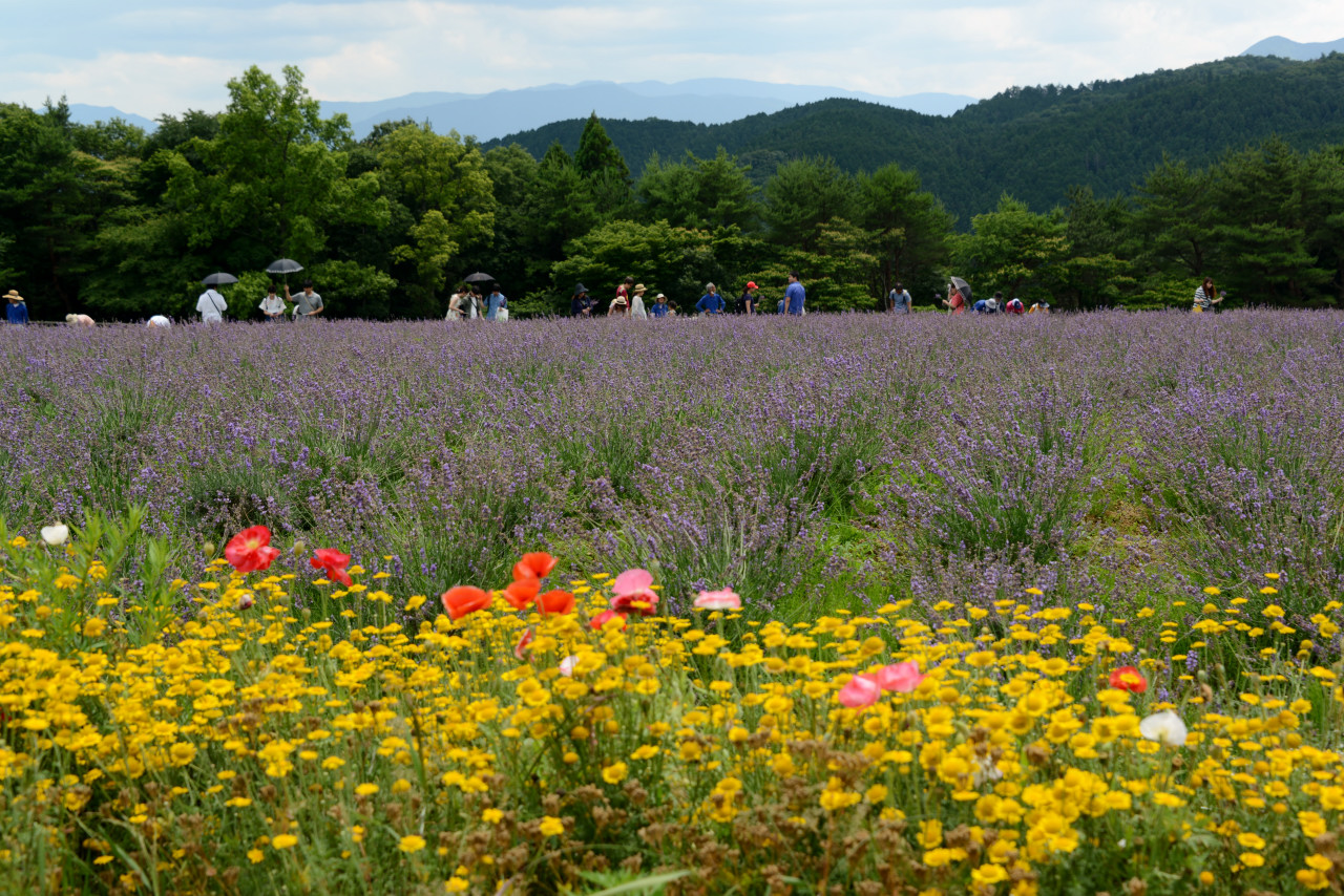 ラベンダー メナード青山 アジサイ 木の館豊寿庵 を楽しむ 伊賀 上野 三重県 の旅行記 ブログ By Punchmsさん フォートラベル