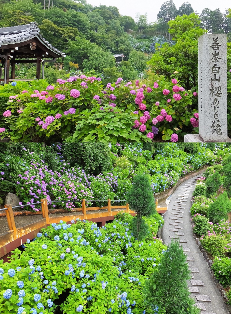 善峯寺へあじさいを愛で 十輪寺でなりひらの世へ 京都の旅行記 ブログ By Mioさん フォートラベル 善峯寺へあじさいを愛で 十輪寺でなりひらの世へ 京都の旅行記 ブログ By Mioさん フォートラベル