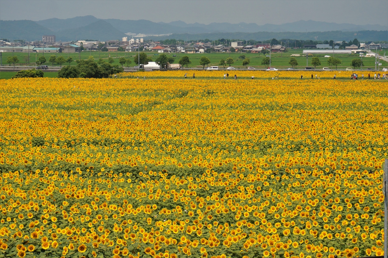38万本のヒマワリが見頃の小野 ひまわりの丘公園 三木 小野 兵庫県 の旅行記 ブログ By Ohchanさん フォートラベル 38万本のヒマワリが見頃の小野 ひまわりの丘公園 三木 小野 兵庫県 の旅行記 ブログ By Ohchanさん フォートラベル