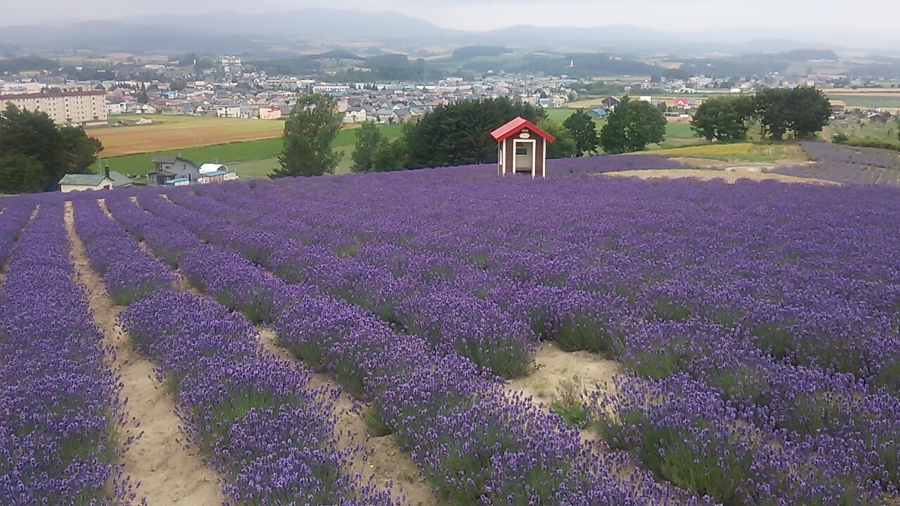 日の出公園で眺めた花等の景色 17 7 富良野 北海道 の旅行記 ブログ By フロンティアさん フォートラベル 日の出公園で眺めた花等の景色 17 7 富良野 北海道 の旅行記 ブログ By フロンティアさん フォートラベル