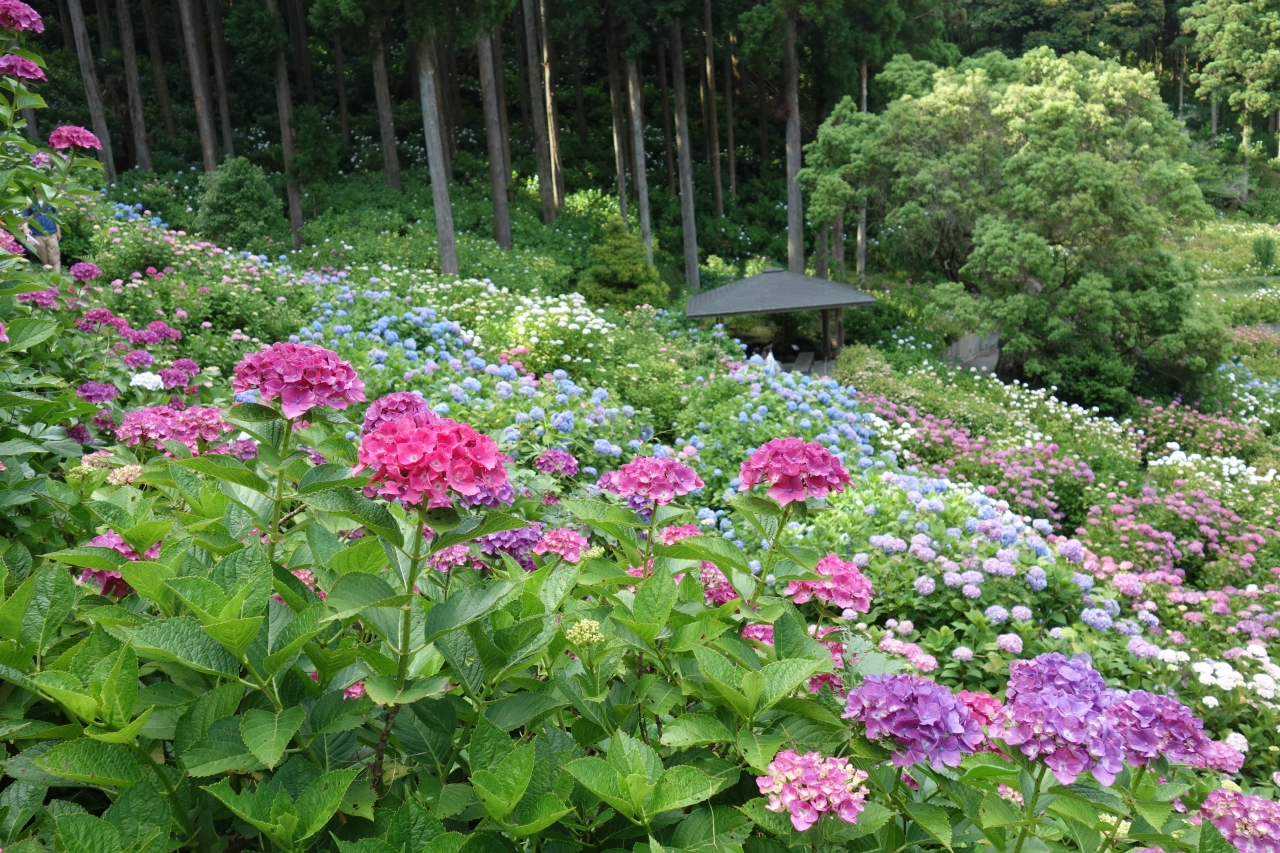 坂東札所巡礼12 2 どこに行くの ランチです その後に紫陽花を見に行きます 茂原 千葉県 の旅行記 ブログ By ちちぼーさん フォートラベル 坂東札所巡礼12 2 どこに行くの ランチです その後に紫陽花を見に行きます 茂原 千葉県 の旅行記 ブログ By ちちぼーさん フォートラベル