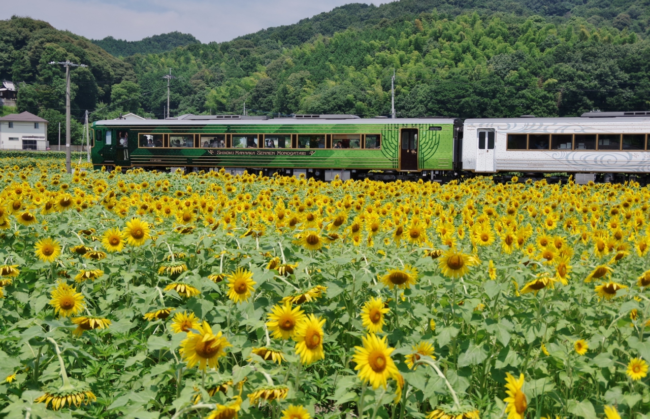 まんのう町のひまわりを見に まんのう 香川県 の旅行記 ブログ By 讃岐おばさんさん フォートラベル