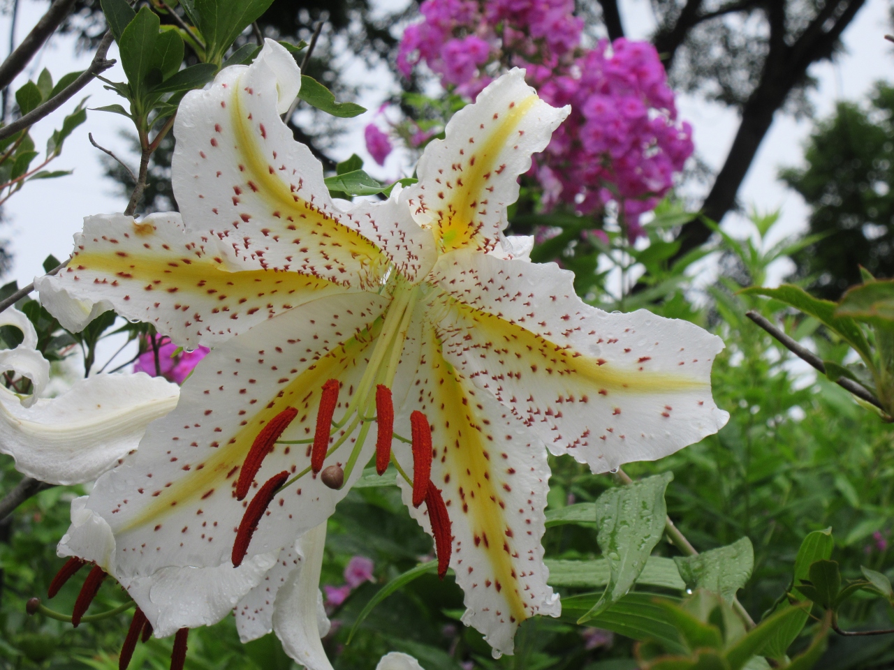 町の花ヤマユリを観に中之条へ ついでついでと ぐーるぐる 中之条 群馬県 の旅行記 ブログ By Okushitwさん フォートラベル 町の花ヤマユリを観に中之条へ ついでついでと ぐーるぐる 中之条 群馬県 の旅行記 ブログ By Okushitwさん フォートラベル