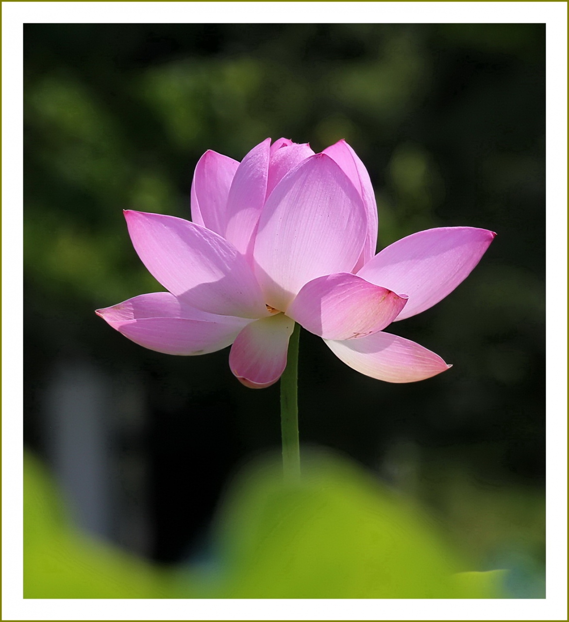 Solitary Journey 1922 美しい蓮花 大輪の花を咲かせるためにはものすごく汚い泥水が必要なのですネ 棲真寺 広島県三原市 三原 広島県 の旅行記 ブログ By Mechagodzilla 703さん フォートラベル Solitary Journey 1922 美しい蓮花 大輪の花を咲かせるためにはものすごく汚い泥水が必要なのですネ 棲真寺 広島県三原市 三原 広島県 の旅行記 ブログ By Mechagodzilla 703さん フォートラベル