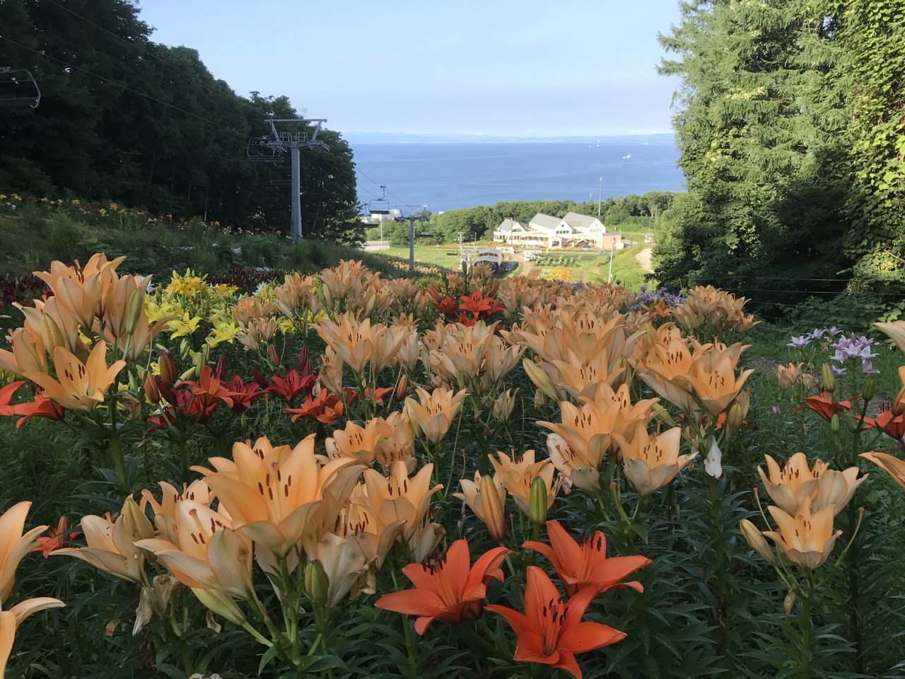 オーンズ春香山ゆり園 小樽 北海道 の旅行記 ブログ By Bakeruさん フォートラベル