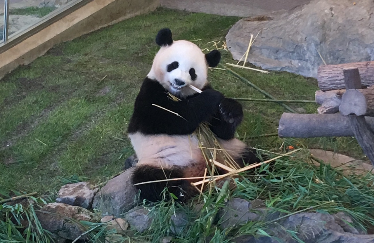 夏休みアドベンチャーワールドと串本海中公園 南紀白浜 和歌山県 の旅行記 ブログ By Sawadaさん フォートラベル