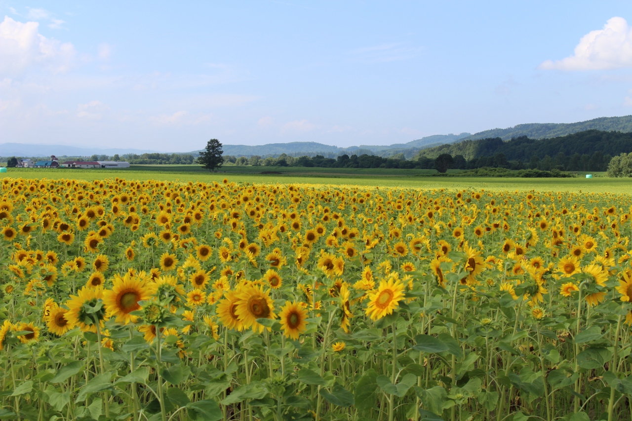 名寄ひまわり巡り 名寄 北海道 の旅行記 ブログ By Kyunruna1264さん フォートラベル