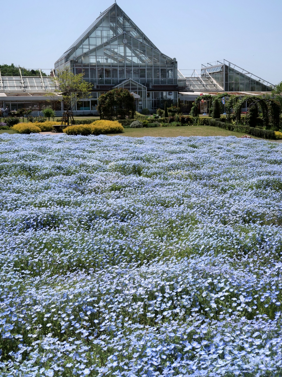 野田 1 花ファンタジア ネモフィラ 花盛り 清水公園の有料植物園で 野田 関宿 千葉県 の旅行記 ブログ By マキタン２さん フォートラベル