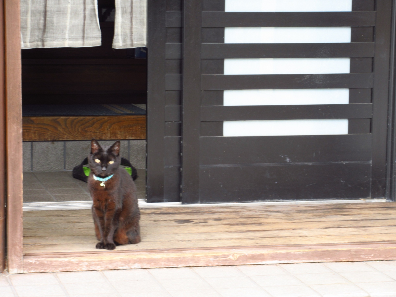 猫探し 群馬 福島 尾瀬沼ハイキング 17年 Ozenuma Hiking 編 武尊 尾瀬 片品 群馬県 の旅行記 ブログ By 猫探しさん フォートラベル