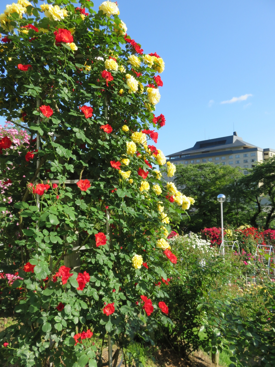 そうだ花を見よう 今年は花巻のバラ園へ ついでにグルメも楽しみます 花巻 岩手県 の旅行記 ブログ By Chokoりんさん フォートラベル