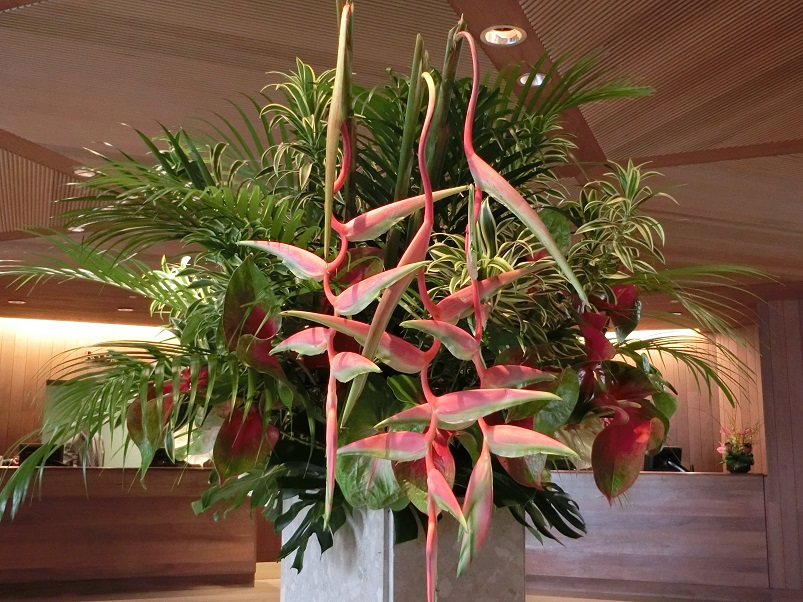 ハワイの休日 の んびり２３日間 余談になりますが 数年前から気になっていたハレクラニのフロント ロビーに咲いていた花の名前が やっと Heliconia Sexypink ヘリコニア セクシーピンク だと判りました 17 ホノルル ハワイ の旅行記 ブログ By