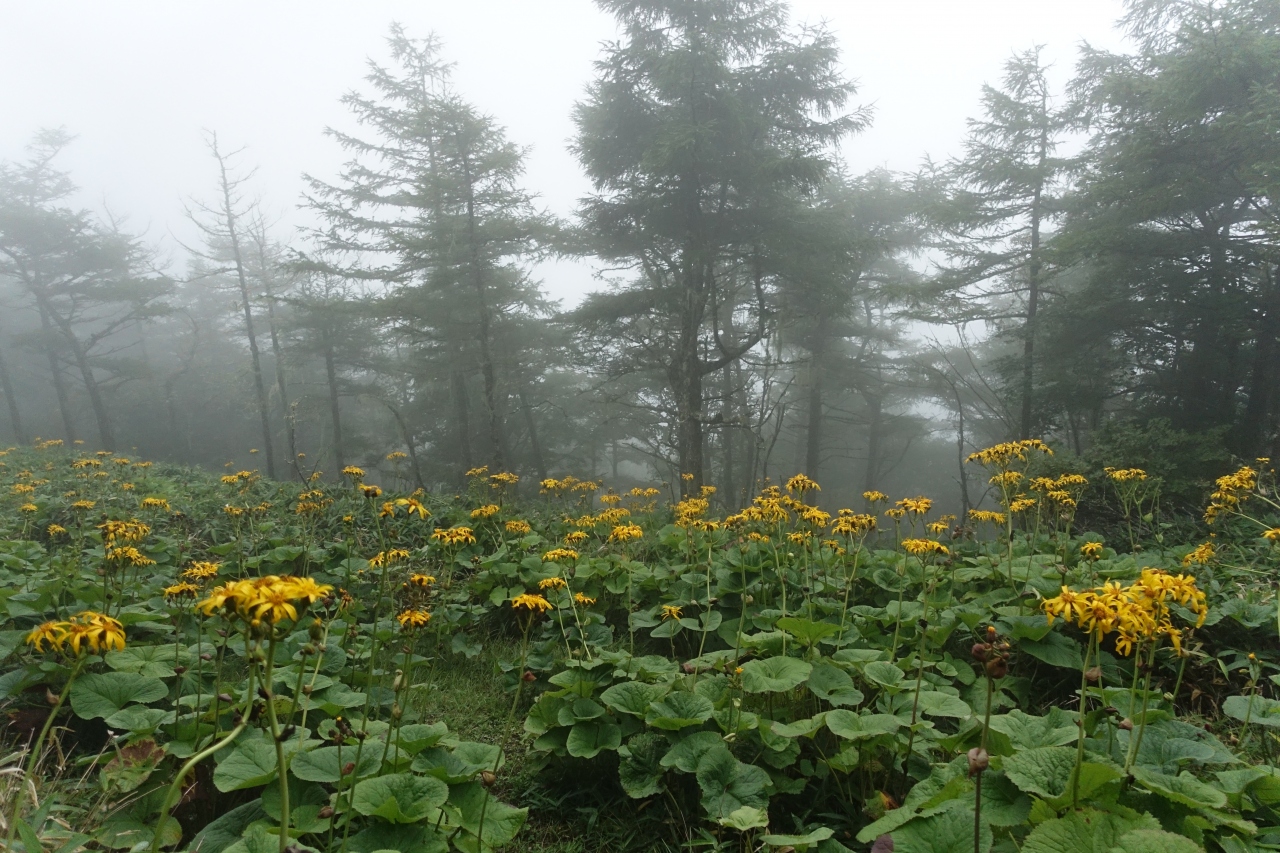 甘利山 千頭星山 南アルプスの雨登山 韮崎 山梨県 の旅行記 ブログ By シャンクスさん フォートラベル